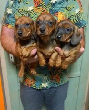 Vörös törpe tacskó  - kép 2