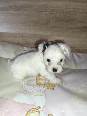 Cuki Yorki jellegű kutyusok szerető gazdit keresnek! - kép 7