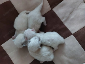 Ragdoll kiscica gazdit keres.  - kép 2