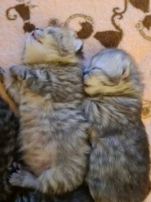 Csodálatos skót lógófűlű cicák foglalhatók - kép 3