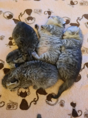 Csodálatos skót lógófűlű cicák foglalhatók - kép 4