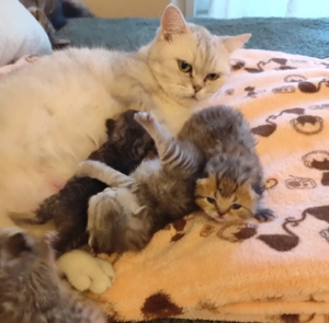 Csodálatos skót lógófűlű cicák foglalhatók - kép 5