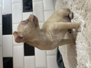 Eladó kan csivava kölyök - kép 5