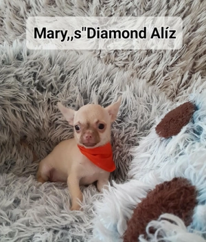 Csivava játékos kislány - kép 3