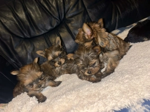 Tündéri Yorkshire terrier kiskutyák 