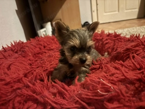 Tündéri Yorkshire terrier kiskutyák  - kép 4