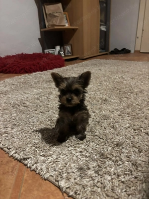 Tündéri Yorkshire terrier kiskutyák  - kép 3