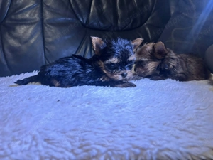 Tündéri Yorkshire terrier kiskutyák  - kép 2