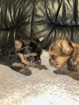 Tündéri Yorkshire terrier kiskutyák  - kép 5