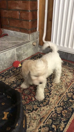 Eladó Bichon Havanese kiskutya - kép 6