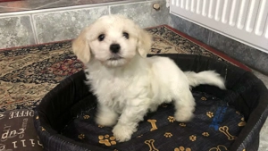 Eladó Bichon Havanese kiskutya - kép 4
