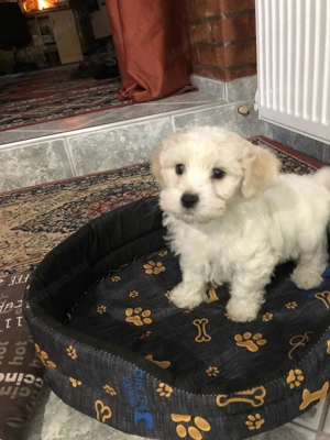 Eladó Bichon Havanese kiskutya - kép 3