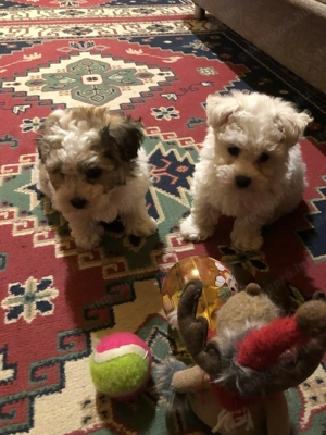 Eladók Bichon Havanese kiskutyák - kép 2
