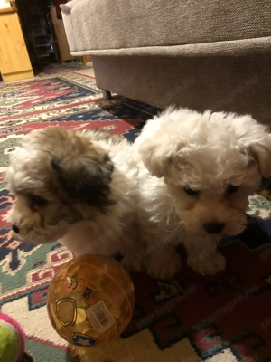 Eladók Bichon Havanese kiskutyák - kép 3