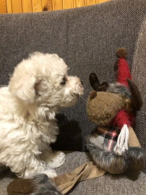 Eladók Bichon Havanese kiskutyák - kép 4