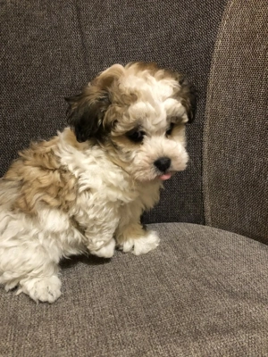 Eladók Bichon Havanese kiskutyák - kép 8