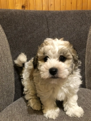 Eladók Bichon Havanese kiskutyák - kép 11