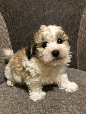 Eladók Bichon Havanese kiskutyák - kép 10