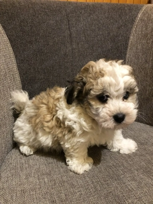 Eladók Bichon Havanese kiskutyák - kép 9