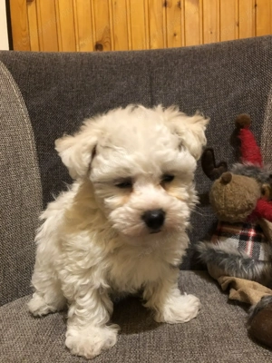 Eladók Bichon Havanese kiskutyák - kép 6