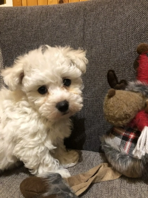 Eladók Bichon Havanese kiskutyák - kép 7