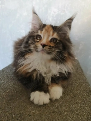 Maine coon gyönyörű kiscica eladó! 