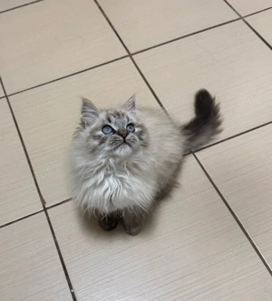 Ragdoll kandúr kiscica - kép 4