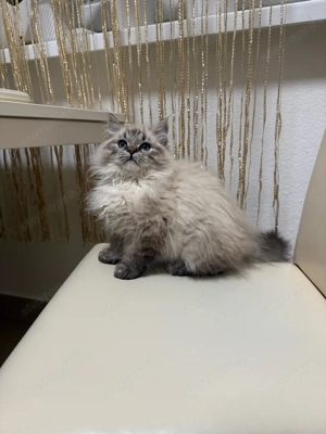 Ragdoll kandúr kiscica - kép 2