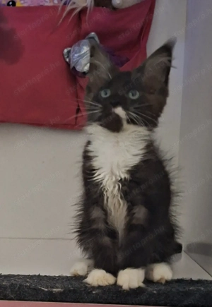 Maine Coon kandúrok - kép 3