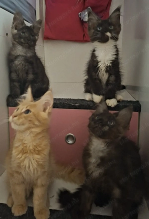 Maine Coon kandúrok - kép 4