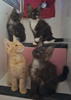 Maine Coon kandúrok - kép 10