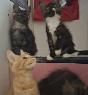 Maine Coon kandúrok - kép 9