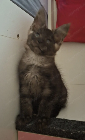 Maine Coon kandúrok - kép 11