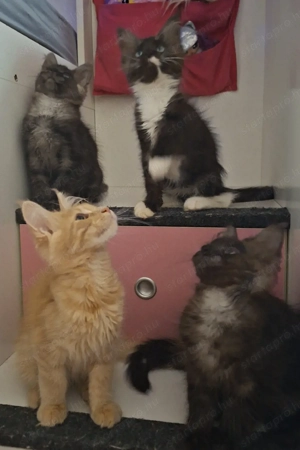 Maine Coon kandúrok - kép 13