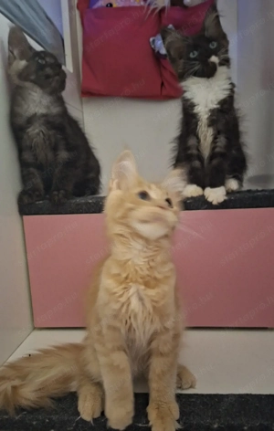 Maine Coon kandúrok - kép 12