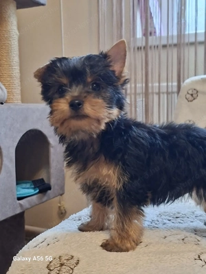 Yorki,Yorkshire terrier kan  - kép 4