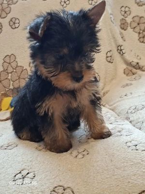 Yorki,Yorkshire terrier kan 
