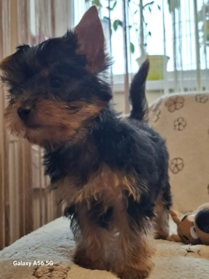 Yorki,Yorkshire terrier kan  - kép 3