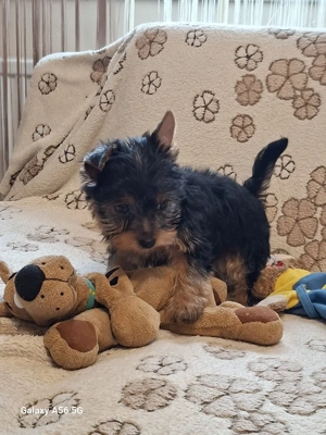 Yorki,Yorkshire terrier kan  - kép 5