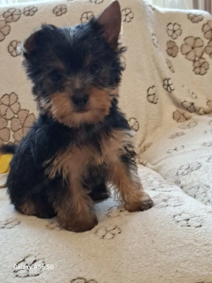 Yorki,Yorkshire terrier kan  - kép 2