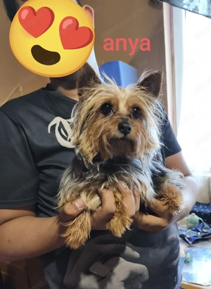 Eladó mini yorkshire terrier lány és fiú 