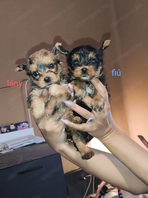 Eladó mini yorkshire terrier lány és fiú  - kép 3