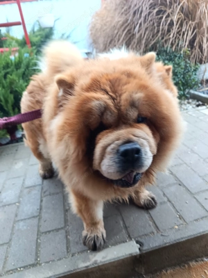 Csaucsau törzskönyvezett szuka  - kép 3