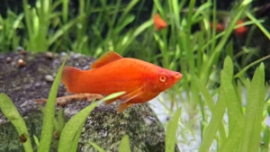 szifó eladó díszhal xiphorius helleri xipho xiphó szifo - kép 5