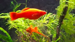 szifó eladó díszhal xiphorius helleri xipho xiphó szifo - kép 3