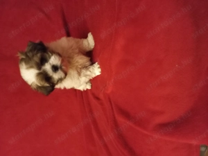 Shih tzu kiskutya - kép 2
