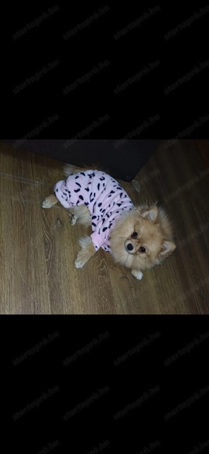 Pomeraniai Törpespic 