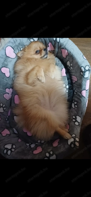 Pomeraniai Törpespic  - kép 5