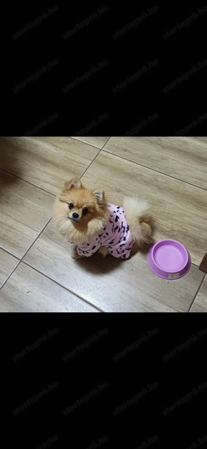 Pomeraniai Törpespic  - kép 3