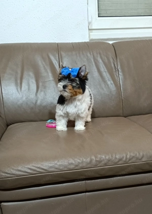 Biewer Yorkshire Terrier kiskutya eladó - kép 3